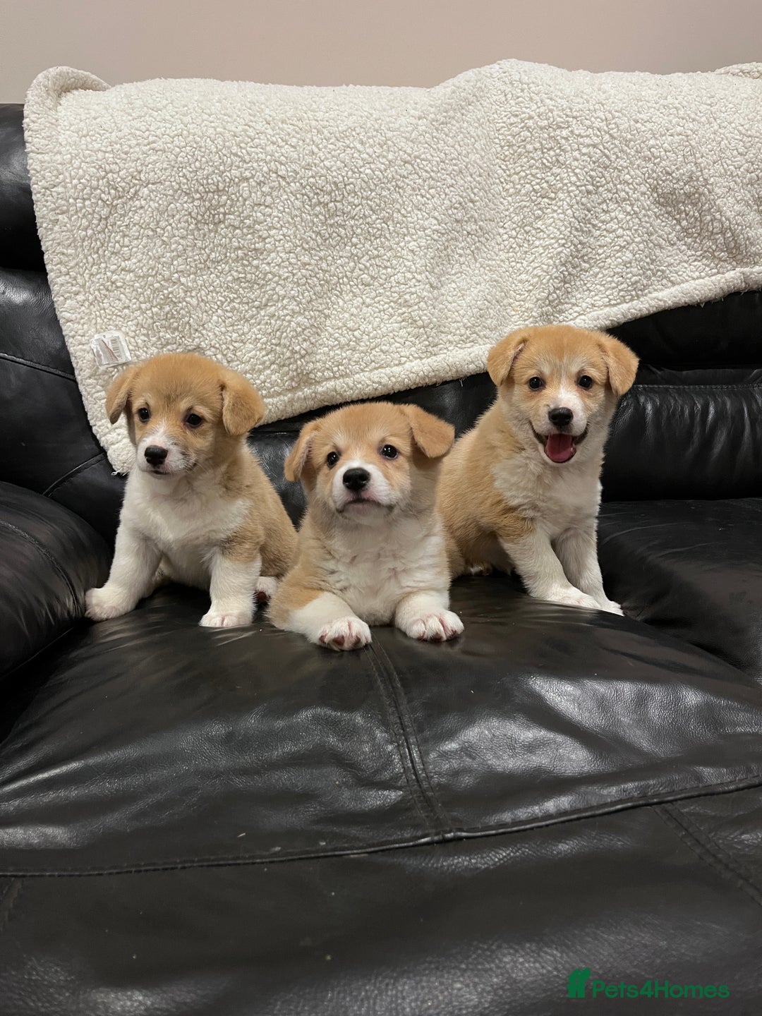 Welsh Corgi Pembroke dogs for sale: KC registered puppies 🐶  - Image 3