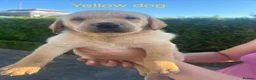 Labrador Retriever dogs for sale: Labrador pups x8 in Widnes - Advert 13