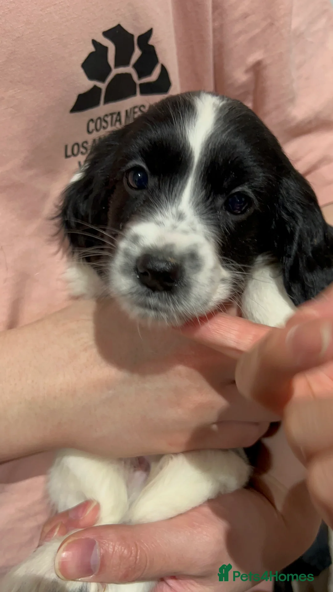 Cockapoo dogs for sale: Beautiful Cockapoo Puppies – 6 Boys & 2 Girls - Advert 2