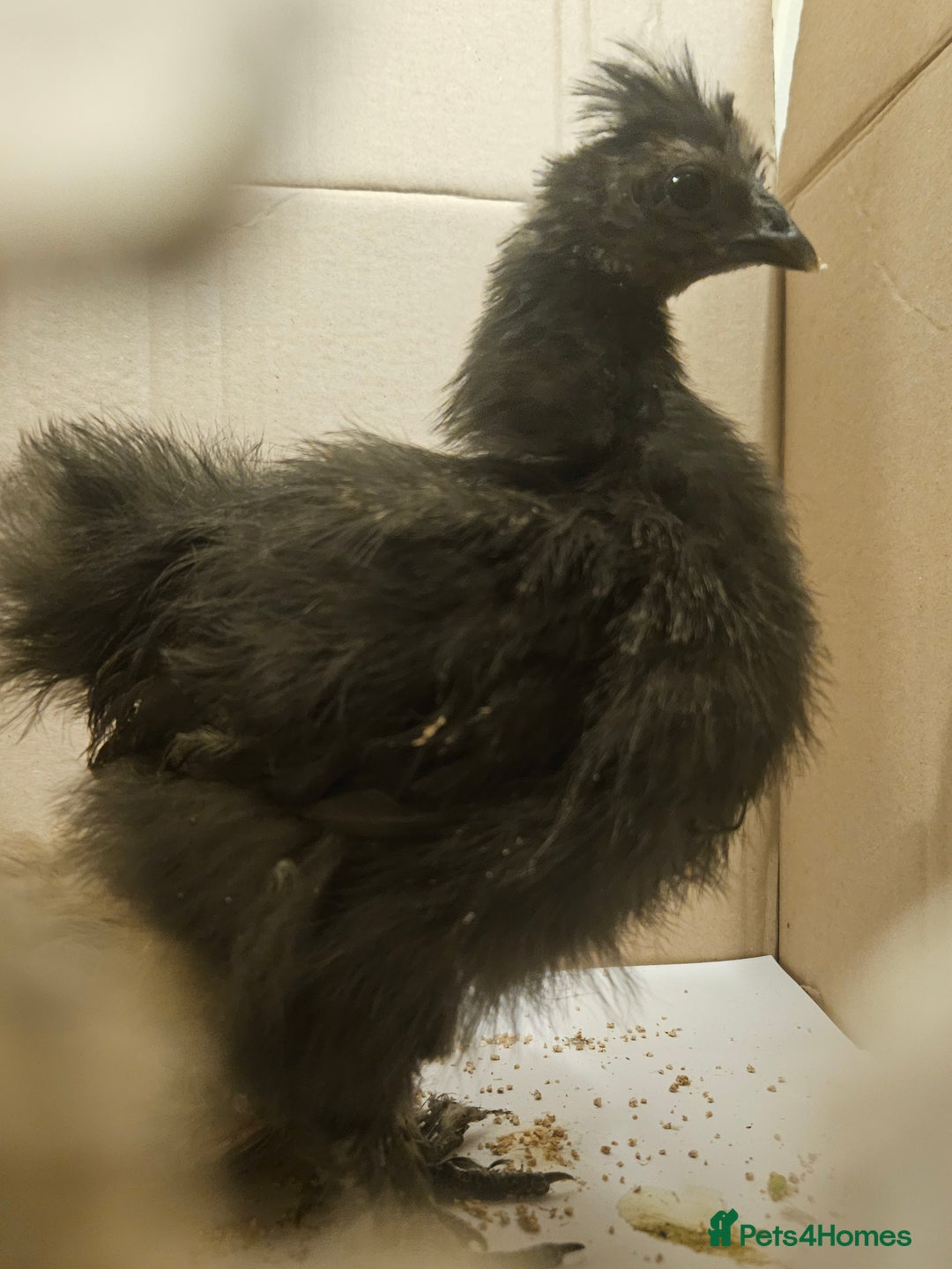 Chickens poultry for sale: Baby Purebred Silkies For Sale ✨️ - Advert 9