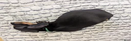 Miniature Dachshund dogs for sale: Beautiful miniature sausage pups - Advert 8
