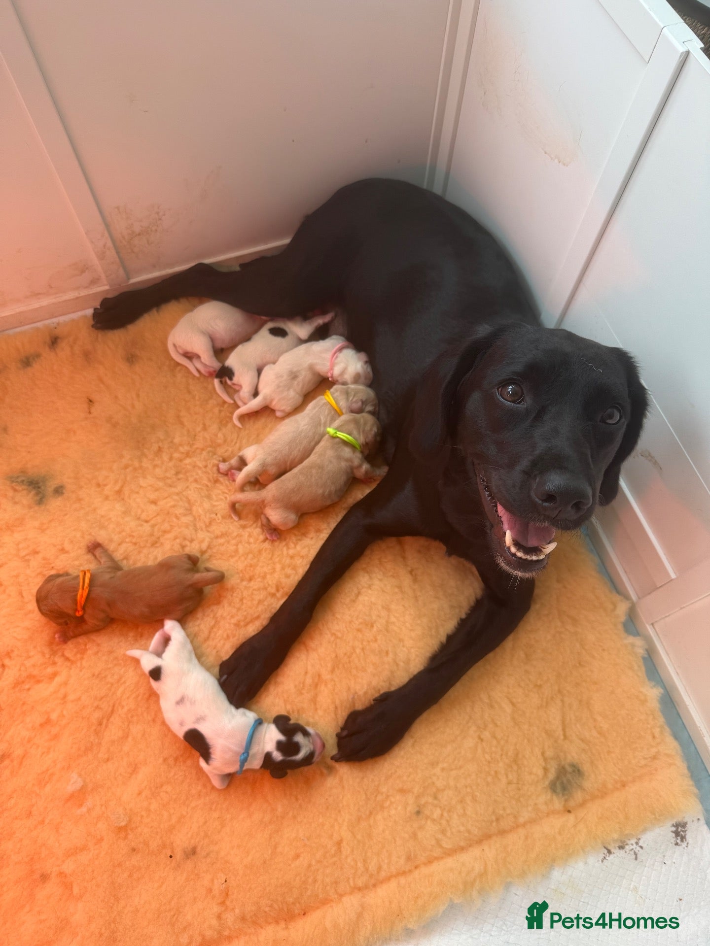 Cockerdor dogs Beautiful litter of cockerdors 🩷🩵 - Advert 3