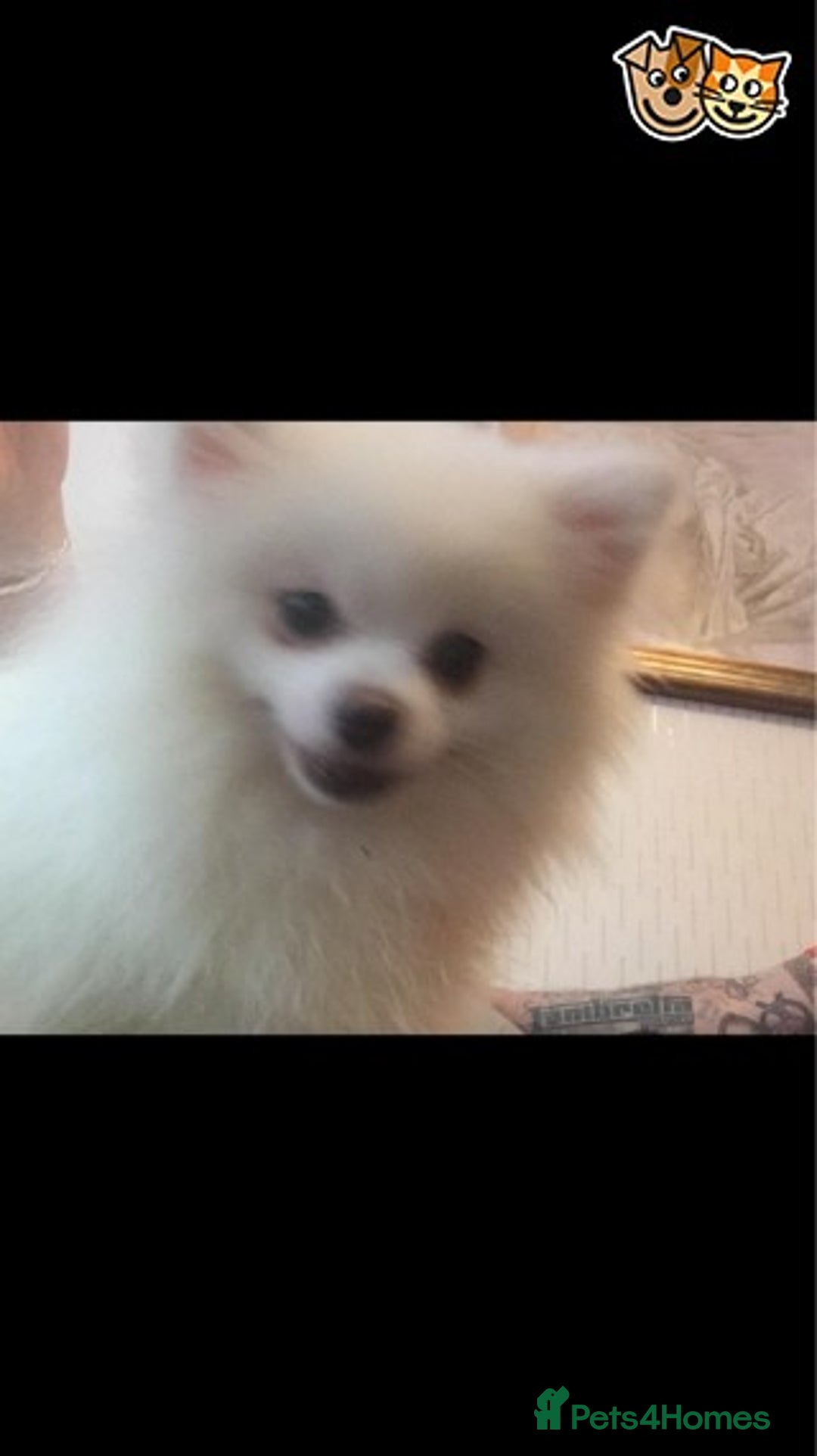 Pomchi dogs for stud: Best stud around Champions in every generation  in Coventry - Image 8