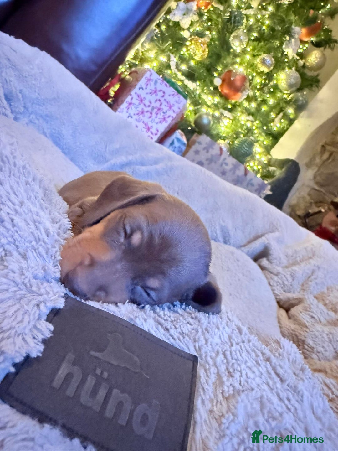 Dachshund dogs for sale: Dachshund puppies - Advert 5