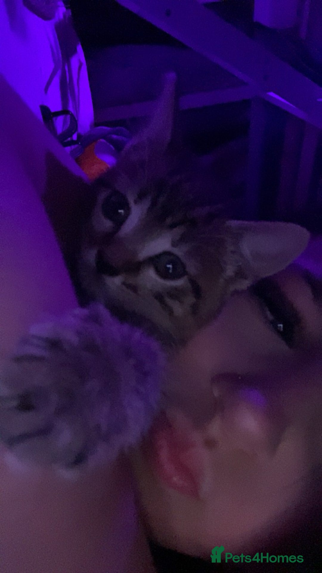 Bengal cats for sale: Beautiful baby bengal girl  - Advert 34