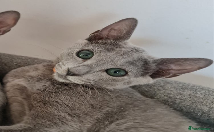 Russian Blue cats in Coventry - Advert 9