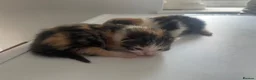 Domestic Shorthair cats for sale: 5 beautiful kittens for sale  in Cobham - Advert 3