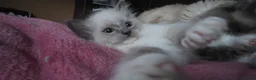 Ragdoll cats for sale: Ragdoll kittens ready to leave  - Advert 25