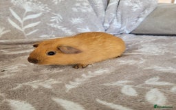 Guinea Pig rodents for sale: Baby boy guinea pigs  - Image 5