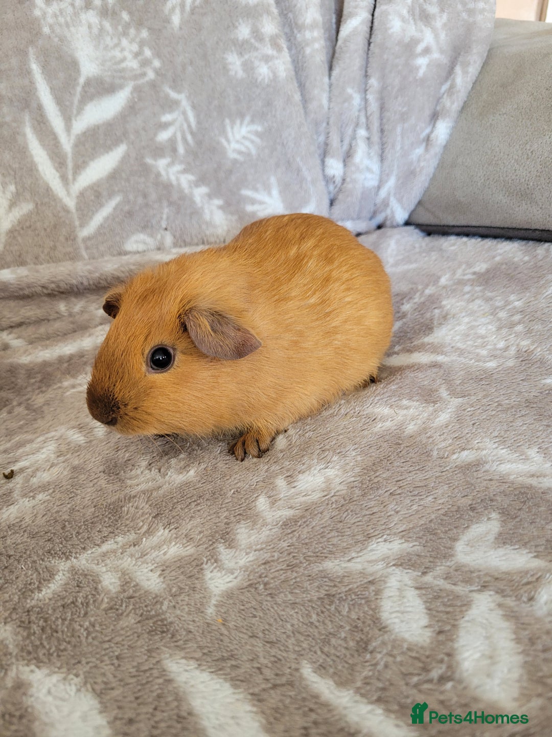 Guinea Pig rodents for sale: Baby boy guinea pigs  - Image 5