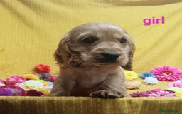 Cocker Spaniel dogs for sale: ❤️Adorable Quality Show Type Cocker Spaniels 🩵 - Image 10