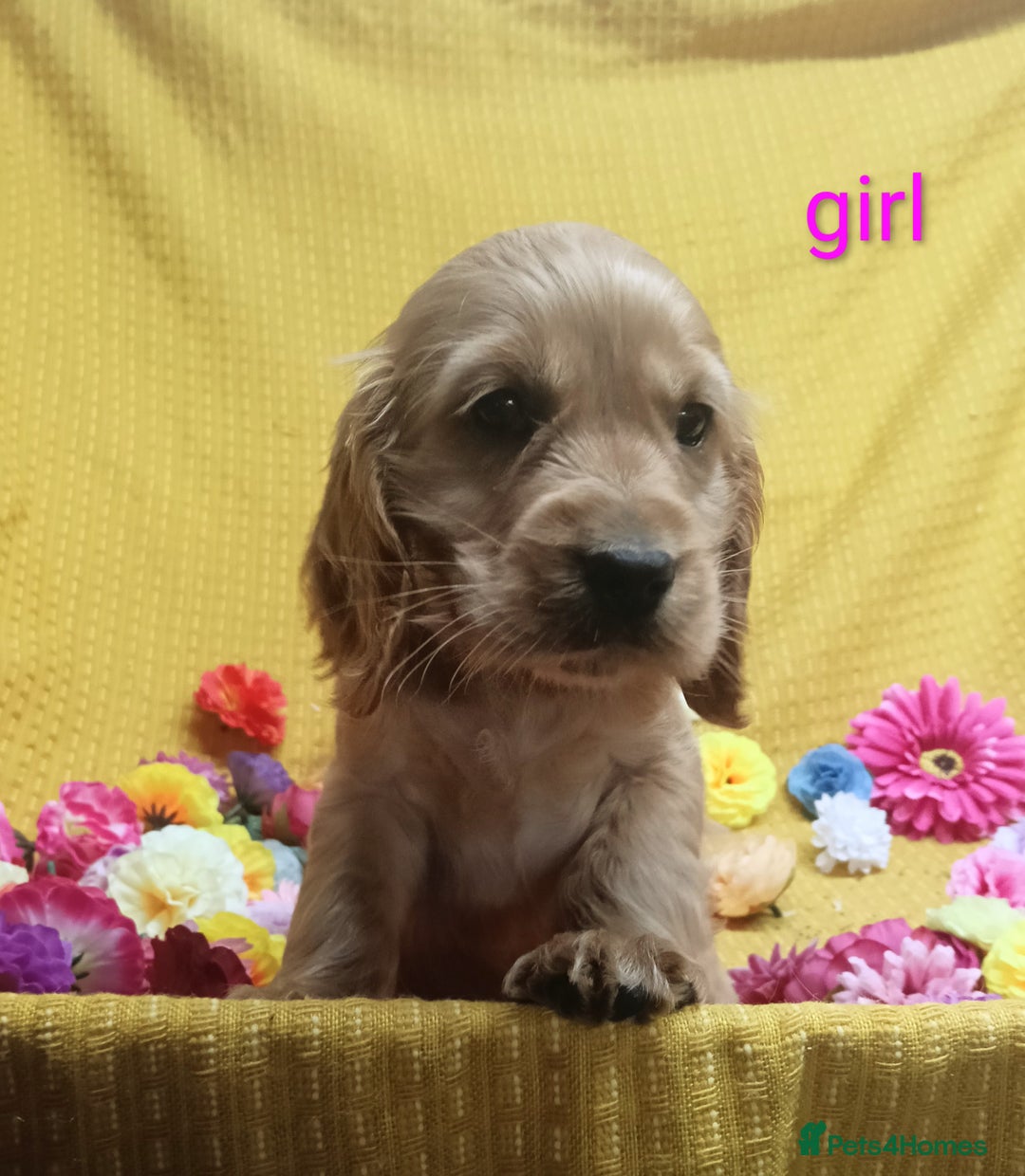 Cocker Spaniel dogs for sale: ❤️Adorable Quality Show Type Cocker Spaniels 🩵 - Image 10