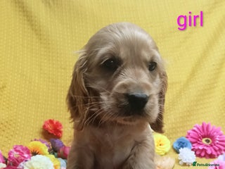 Cocker Spaniel dogs - Advert 1