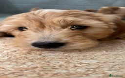 Goldendoodle dogs for sale: F1 miniature Goldendoodle puppies. - Image 8