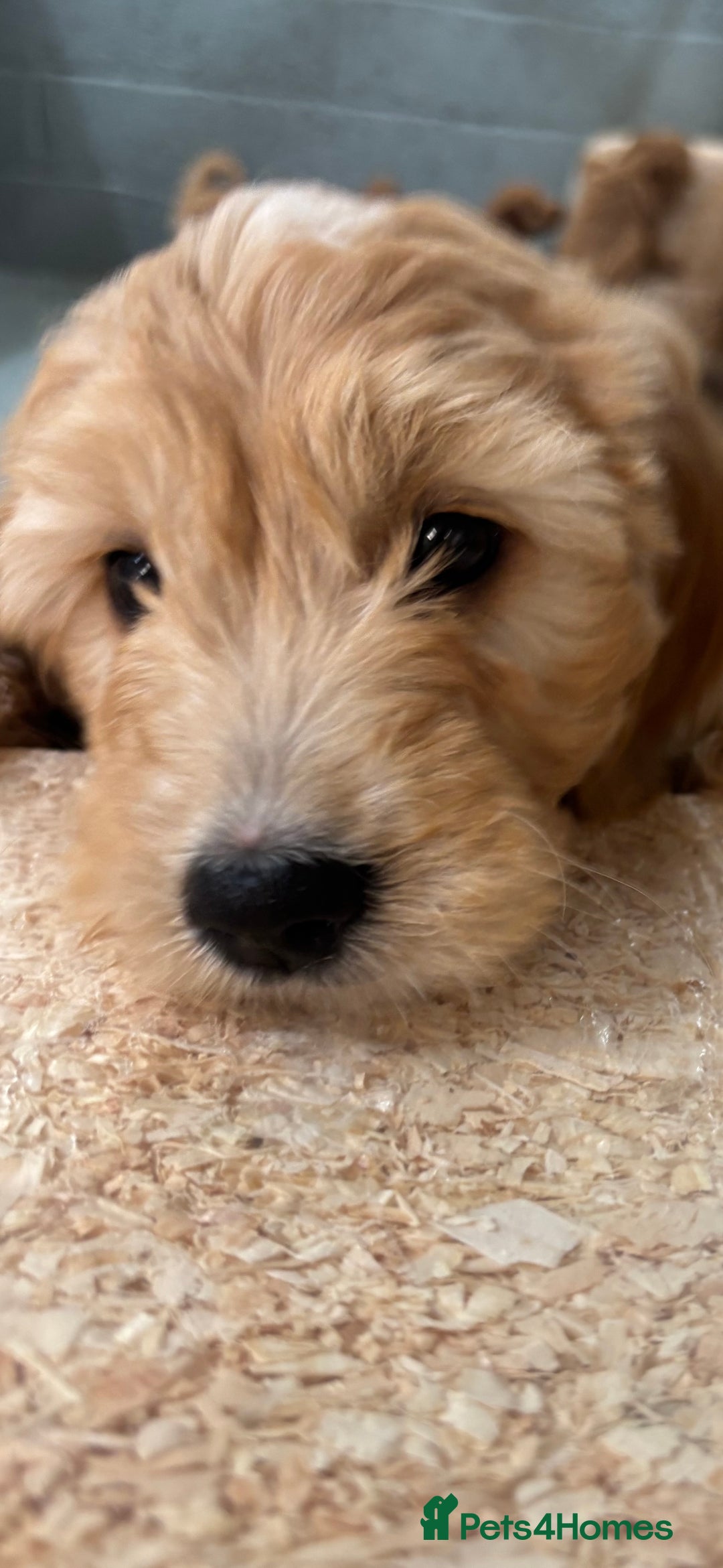 Goldendoodle dogs for sale: F1 miniature Goldendoodle puppies. - Image 8