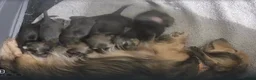 Miniature Dachshund dogs for sale: Shaded cream long hair amazing dachshunds puppies - Advert 25