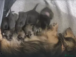 Miniature Dachshund dogs Shaded cream long hair puppies due soon - Advert 5