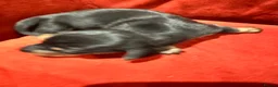 Miniature Dachshund dogs for sale: 7 gorgeous  dapple & isabella grey mini dachsunds  - Advert 5