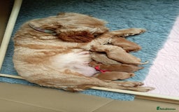 Cockapoo dogs for sale: Naturally-reared Red/Apricot F1b Cockapoos - Image 3