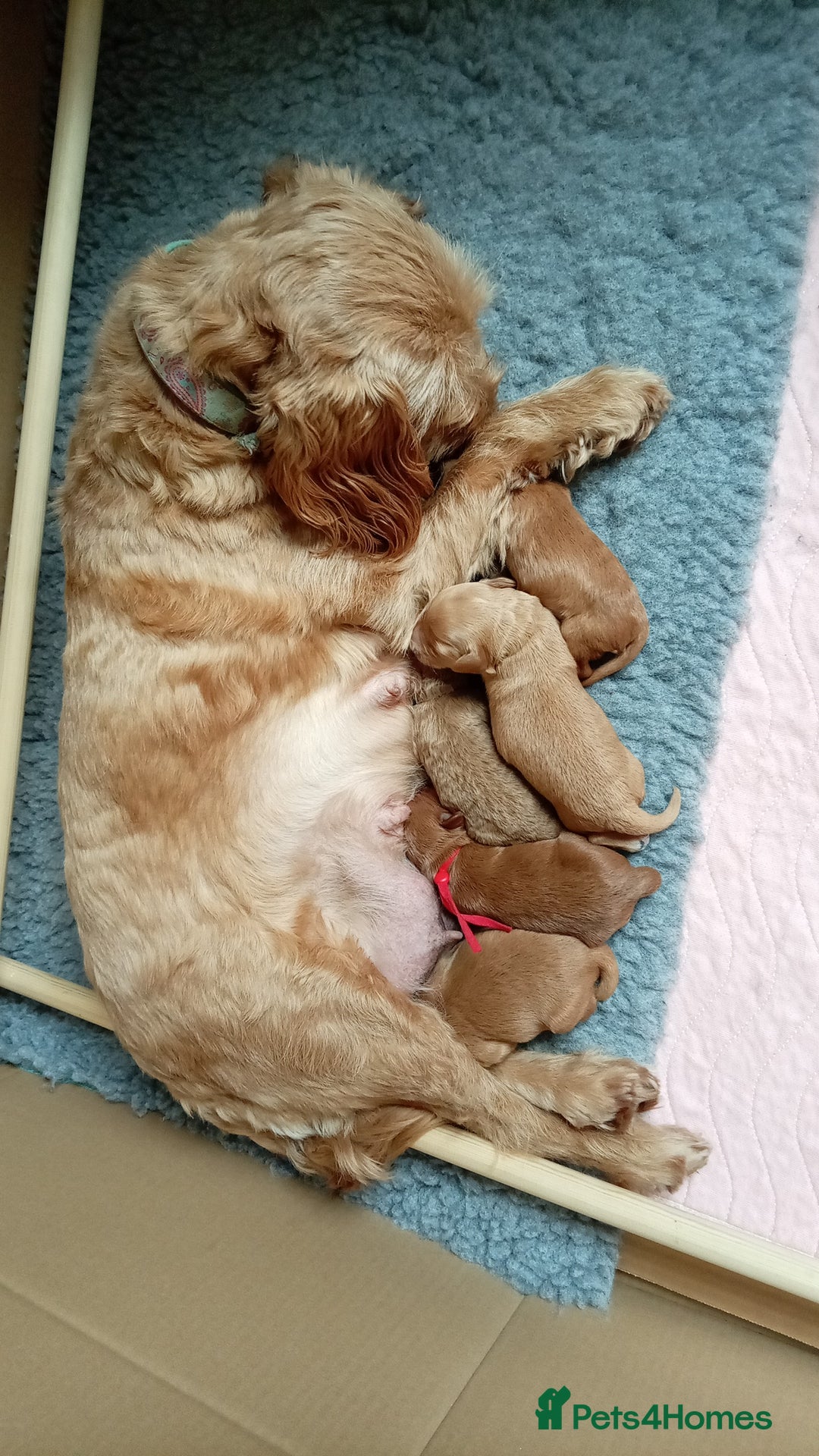 Cockapoo dogs for sale: Naturally-reared Red/Apricot F1b Cockapoos - Image 3