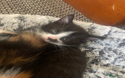 Mixed Breed cats for sale: 6 kittens for sale  - Image 4