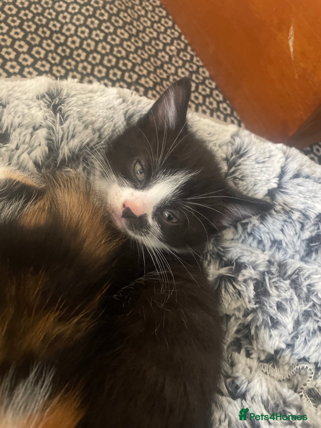 Mixed Breed cats for sale: 6 kittens for sale  - Image 4