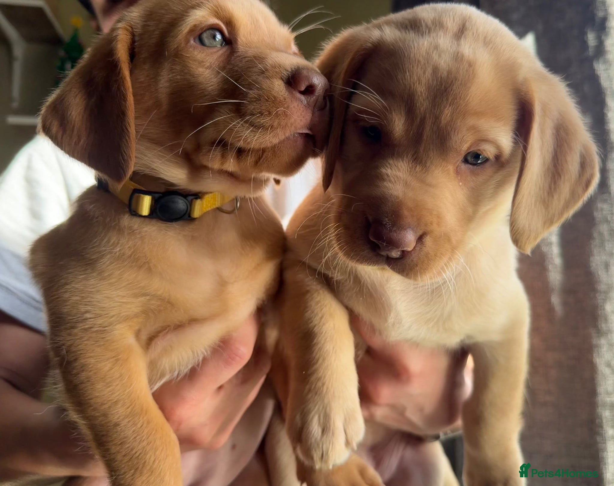 Labrador Retriever dogs Stunning fox red/yellow/white Labrador puppies - Advert 1