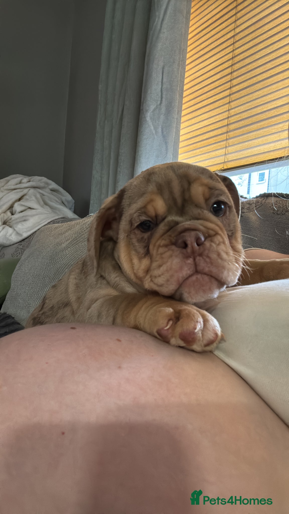 English Bulldog dogs Final reduction- last baby girl ready to leave us  - Advert 1