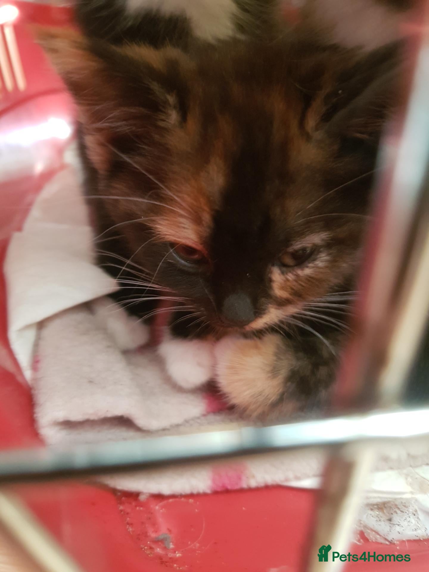 Mixed Breed cats **1 Left** Beautiful Tortoiseshell Kitten  - Advert 6