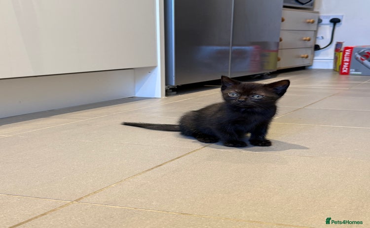 British Shorthair cats - Advert 4