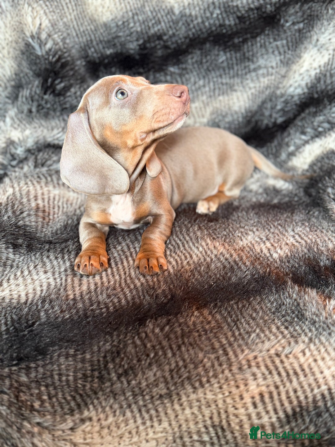 Miniature Dachshund dogs for sale: KC Registered Miniature Shorthaired Dachshund - Advert 26
