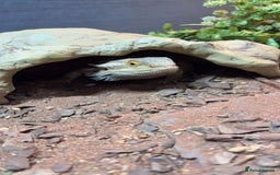 Bearded Dragon reptiles for sale: Bearded dragon and full setup for sale - Image 5