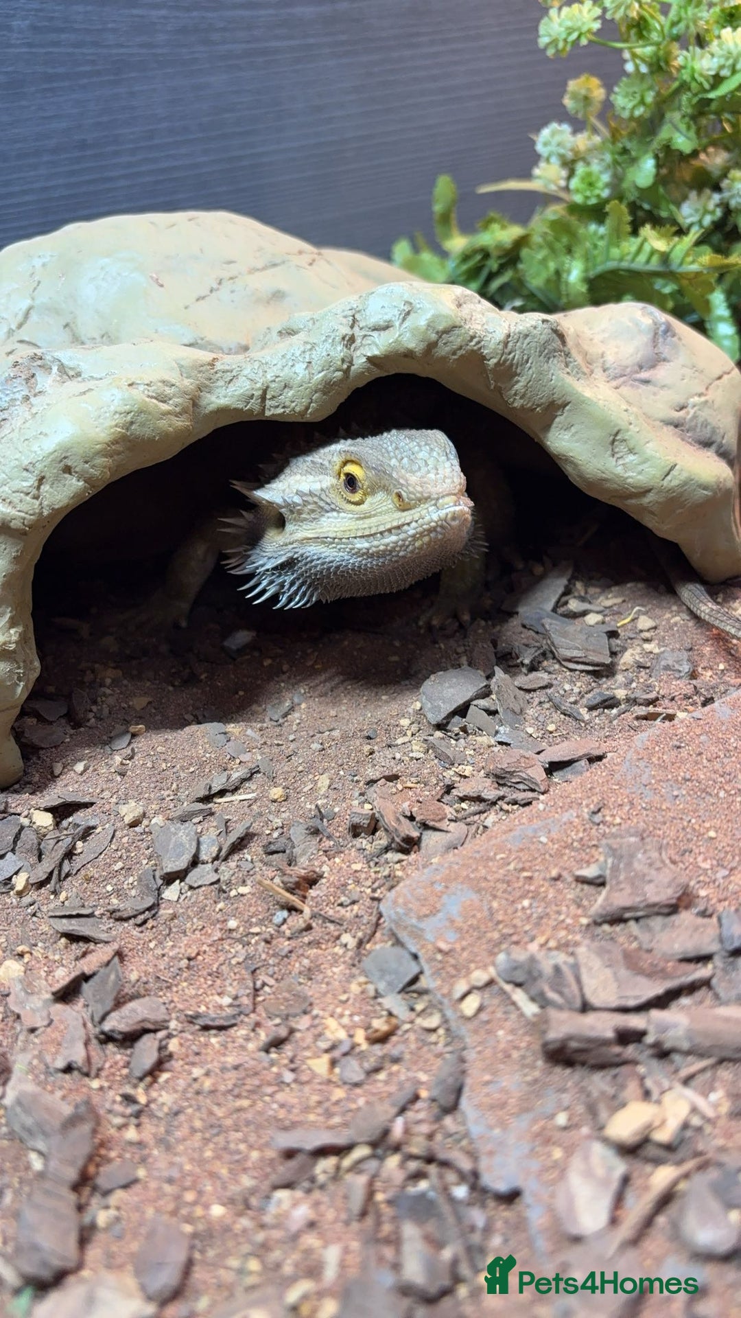 Bearded Dragon reptiles for sale: Bearded dragon and full setup for sale - Image 5