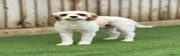 Cavapoo dogs for sale: Rehoming Male dog 3 years old - Advert 4