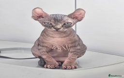 Sphynx cats for sale: Tabby sphynx boy  - Image 1