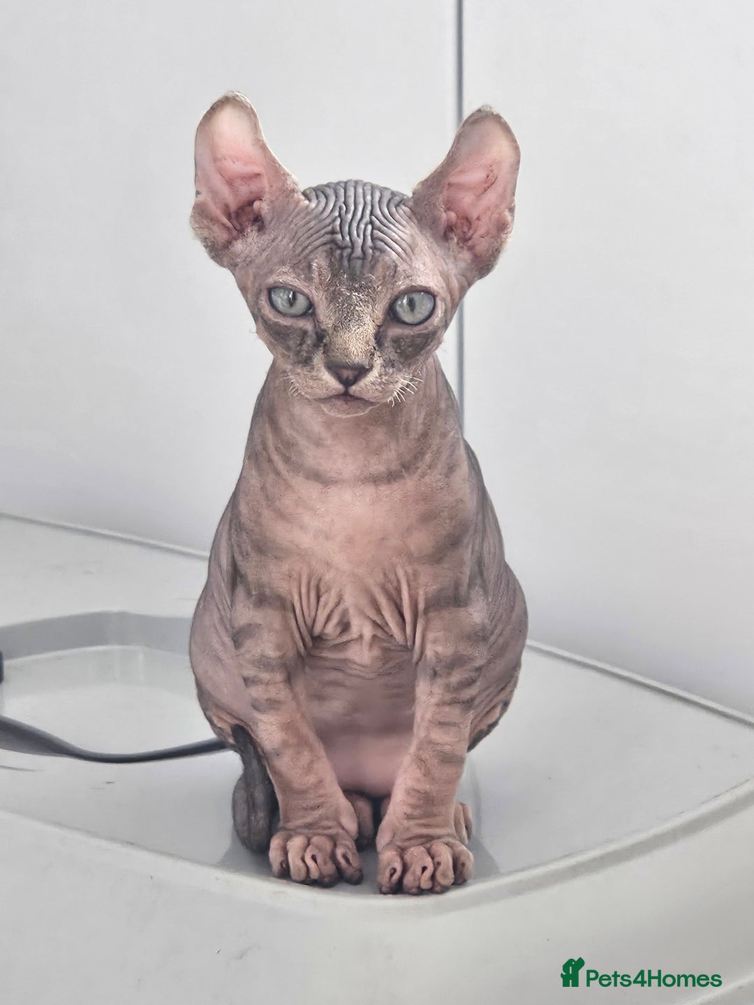 Sphynx cats for sale: Tabby sphynx boy  - Image 1