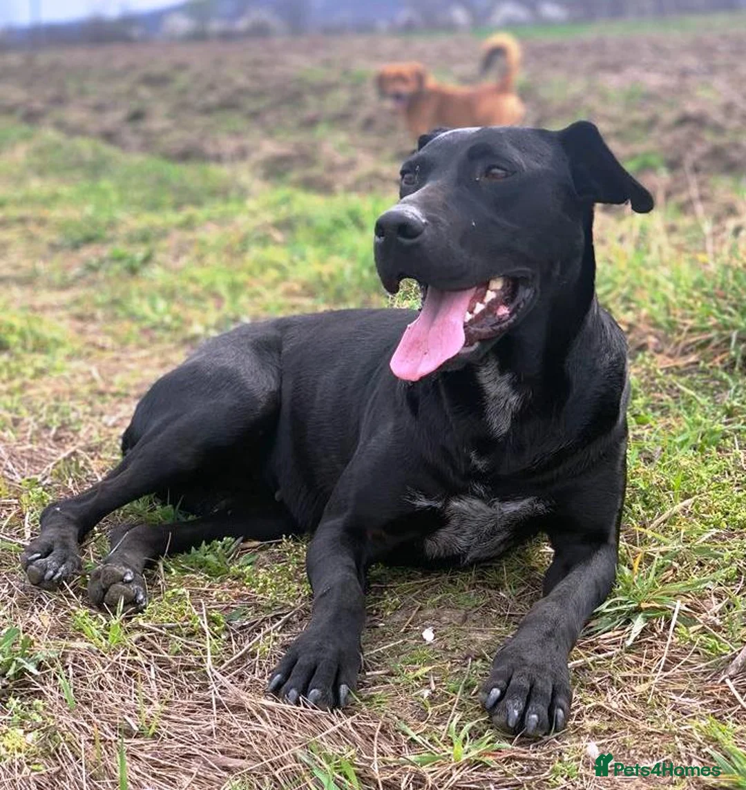 Mixed Breed dogs for adoption: Beautiful and Gentle JULIETTE - for a Loving Home in Nottingham - Advert 3