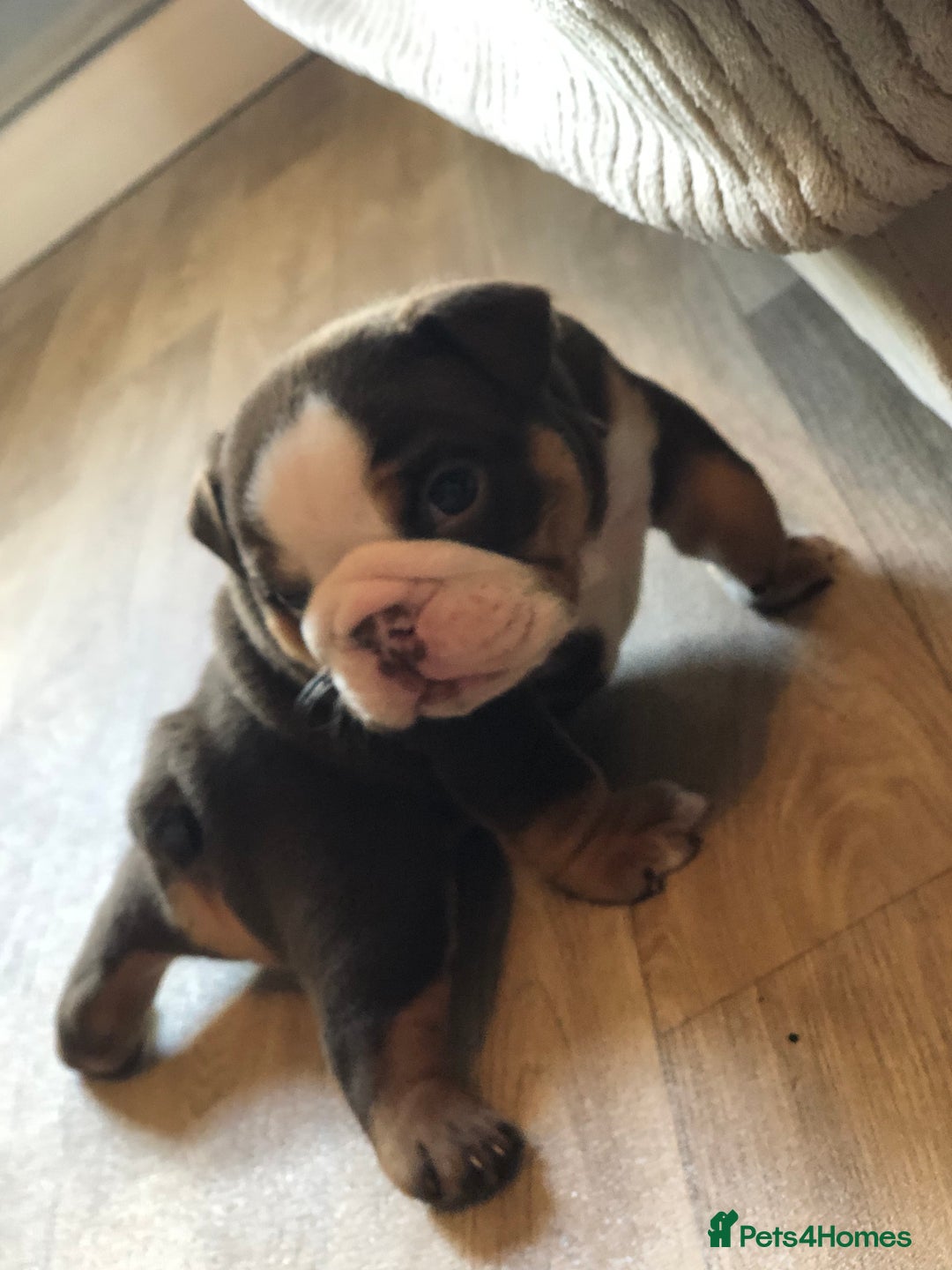 English Bulldog dogs for sale: Stunning English bulldogs - Image 8
