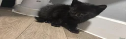 Mixed Breed cats for sale: Two adorable kittens  - Advert 7