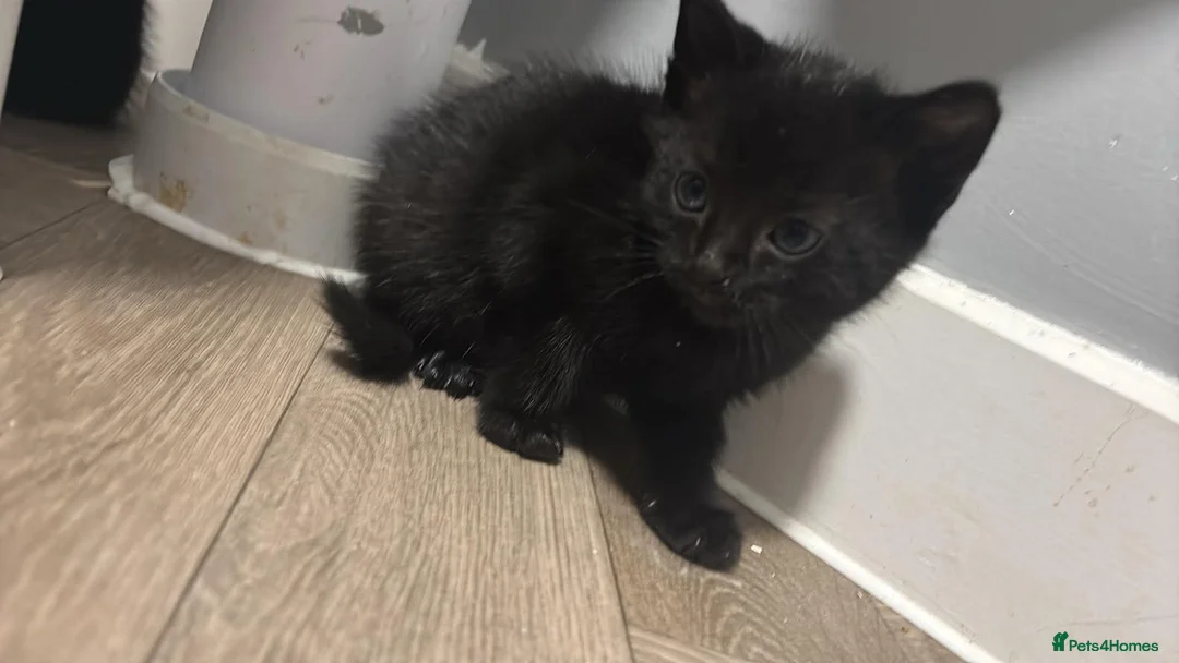 Mixed Breed cats for sale: Two adorable kittens  - Advert 7