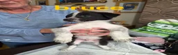 Border Collie dogs for sale: 6 week old collie pups in Caerphilly - Advert 4