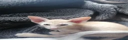 Oriental cats for sale: Oriental Siamese kittens gccf - Advert 14
