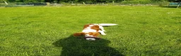 Mixed Breed dogs for sale: King charles spaniel  - Advert 2