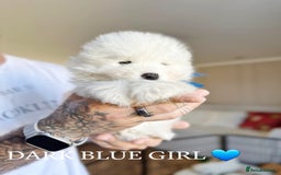 Samoyed dogs for sale: Samoyed puppies KC Registered Champions Bloodline  - Image 5