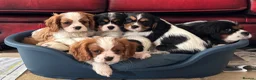 Cavalier King Charles Spaniel dogs for sale: Pedigree Cavalier King Charles Spaniel Puppies - Advert 2