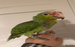 Parrots birds for sale: Beautiful red lored Amazon - Image 3