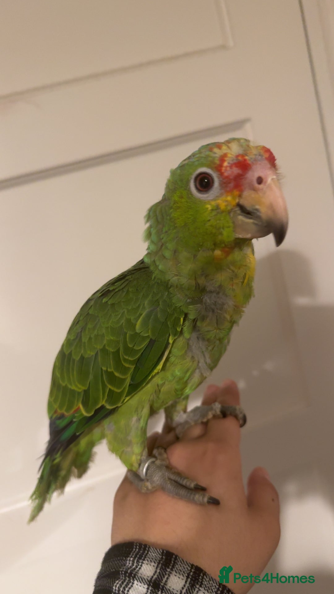 Parrots birds for sale: Beautiful red lored Amazon - Image 3