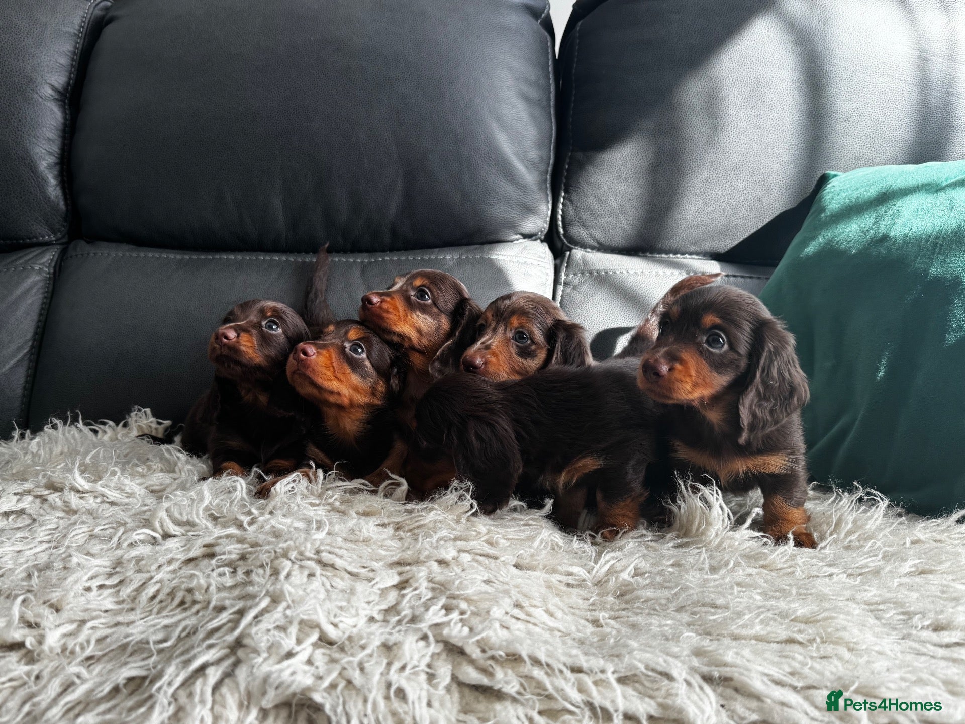 Miniature Dachshund dogs KC reg Mini long haired dachshunds  - Advert 1