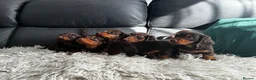 Miniature Dachshund dogs for sale: KC reg Mini long haired dachshunds  in Nottingham - Advert 1