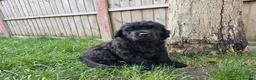 Newfoundland dogs for sale: Beautiful Newfoundland puppies  - Advert 35